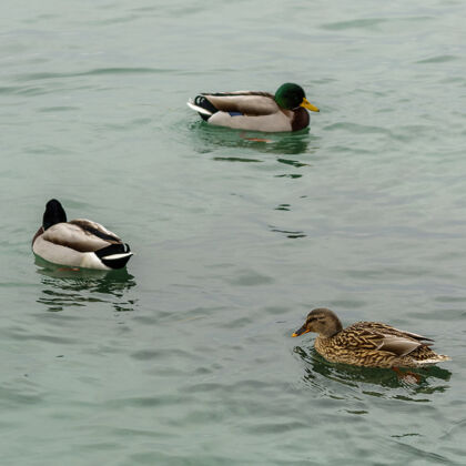雄性嘉达湖野鸭冬季低温度使它们变得缓慢和安静冬天狩猎户外