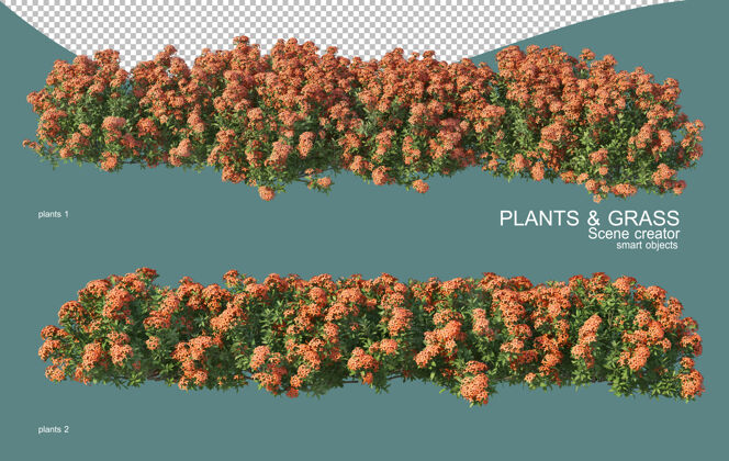 花园草和灌木排列的三维渲染环境三维渲染植物