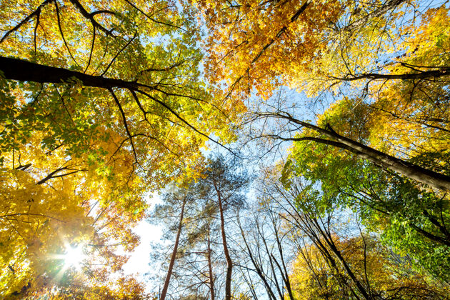 秋天明亮的橙色和黄色的秋林透视图叶密在阳光明媚的秋天 有着厚厚的树冠的树林颜色阳光高