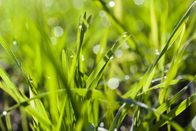 农业在阳光明媚的天气里 绿色的小麦发芽了 伴随着露珠和冷凝液自然生长季节