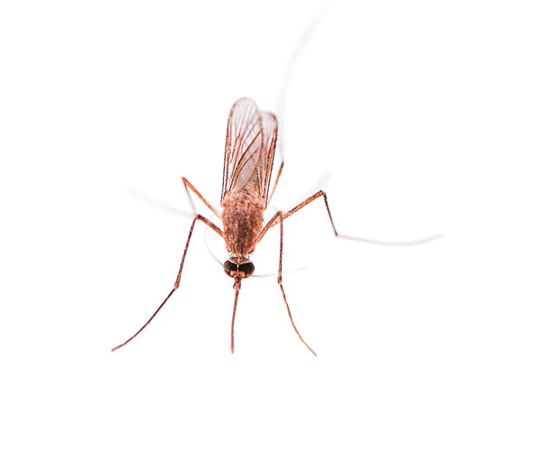 特写蚊子被隔离了攻击死亡探测