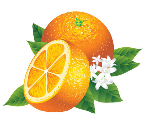 橙子两个橘子的叶子被隔离在白色的叶子上柑橘美味叶子