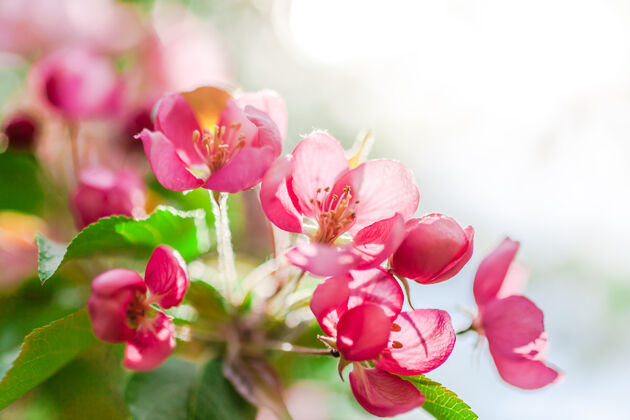 浪漫春天的背景是盛开的粉红色苹果树花漂亮阳光下的自然景色宁静生活方式颜色