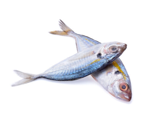 海鲜新鲜鲭鱼隔离在白色背景上太平洋海洋欧米茄