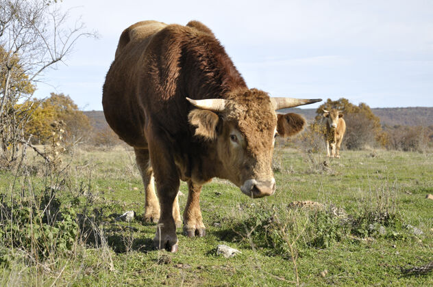 草地前景是西班牙草地上的一头棕色公牛田野牧场草