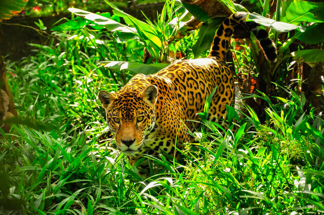 猫一只成年美洲虎在草地上打滚权力动物哺乳动物