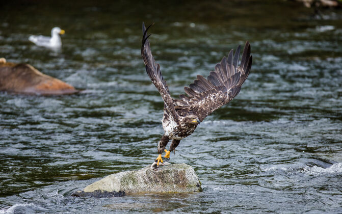 大自然鹰从石头上飞出来 爪子里抓着猎物野生大自然鹰动物
