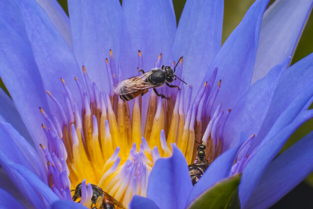 食物美丽的莲花上的蜜蜂苍蝇开花动物