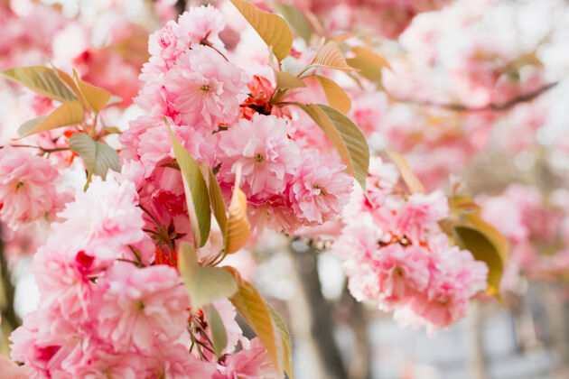 叶春天樱花盛开植物日本分支