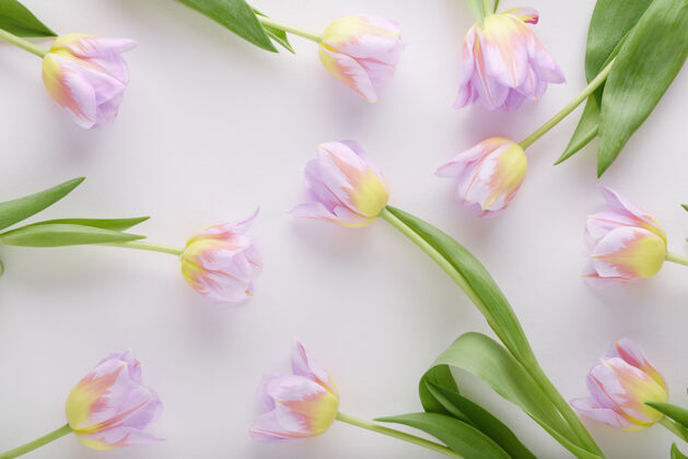 花顶视图白色背景上的粉红色郁金香新鲜开花五彩