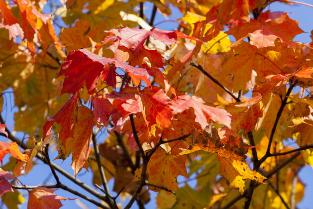 枫树秋天的枫树枝头 红黄相间的叶子金色顶部自然
