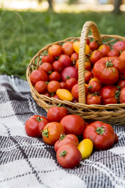 田地桌子上放着西红柿的篮子毛毯新鲜的花园里的有机食物农场西红柿秋天