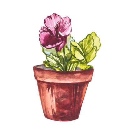 植物学水彩三色堇花手在白色上画水彩插图背景.复活节收藏水彩画花园春天