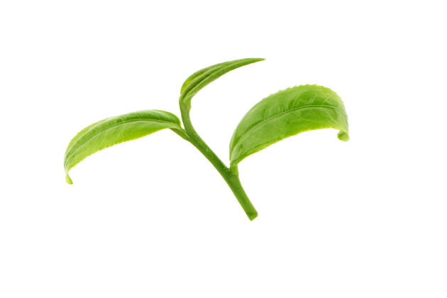 白色隔离绿茶叶隔离食物生长有机