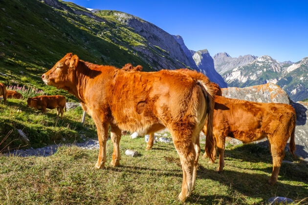 法国阿尔卑斯山奶牛在阿尔卑斯草原 普拉洛南拉瓦努瓦兹 法国阿尔卑斯山奶牛牲畜放牧