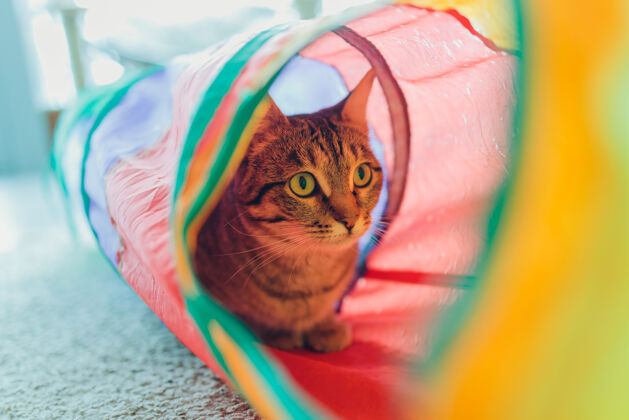 毛茸茸的花布猫框和猫隧道玩具警报管猫收养