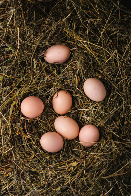 餐桌鸡蛋巢.eco食物概念.top查看 复制空间鸟类营养农场