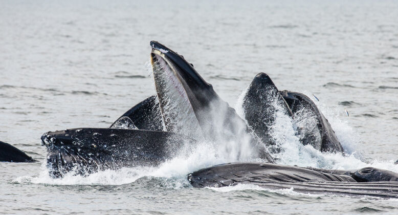 大自然拍摄时 座头鲸的头和嘴在水面上方特写亨特.查塔姆海峡美国阿拉斯加州.!自然 海洋 动物 海洋 美国 鲸鱼 蹦跳 阿拉斯加 野生动物 动物学 动物群 海洋动物 野生自然 海洋生物 国家公园 大型动物