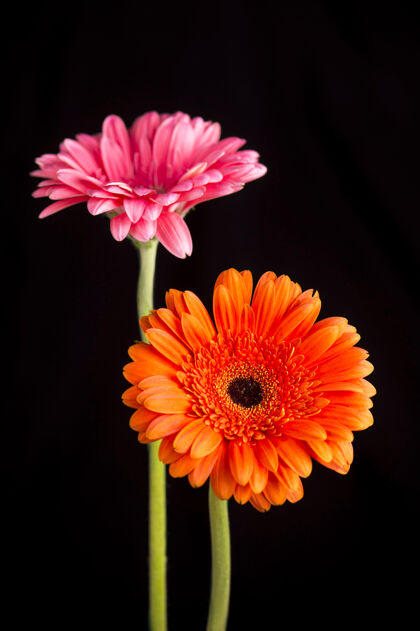 花非洲菊橙色和粉红色隔离在黑色背景上礼物花园雏菊