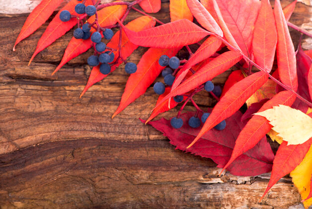 金色秋天的背景 木板上有彩叶充满活力感恩节灯光