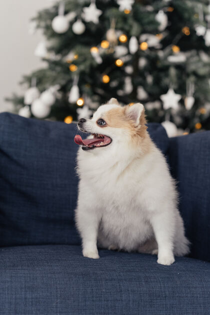 Studioshot圣诞树前蓝色扶手椅上的狗斯皮茨小狗年轻毛茸茸