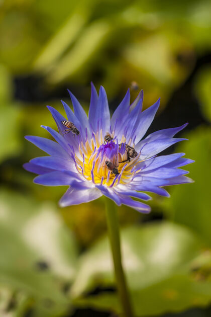 紫色美丽的莲花上的蜜蜂植物花池塘