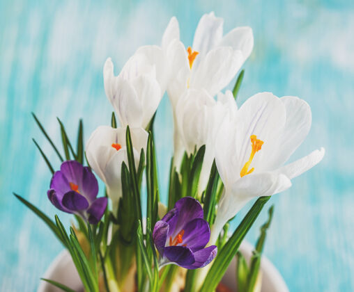花盆白色和紫色番红花在一个白色的罐子里春天开花装饰