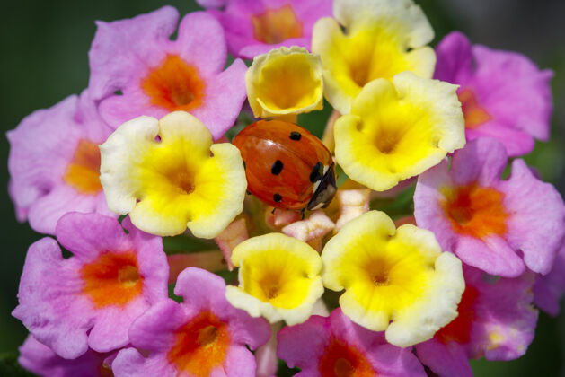 花瓣瓢虫坐在花中间五颜六色春天花
