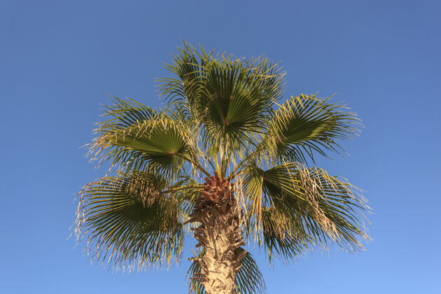 三热带绿棕榈叶孤立在蓝天上颜色异国情调茎