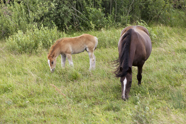 小型一匹成年马和一匹小马驹在绿草丛生的草地上 特写镜头马驹草地牧场
