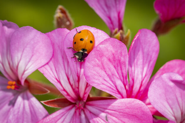 大粉红色花朵上瓢虫的微距照片小草自然