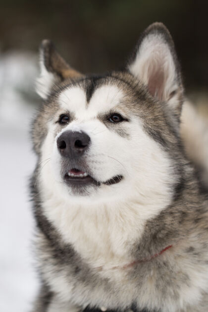 雪冬天在森林里的狗西伯利亚哈士奇爱假期玩耍