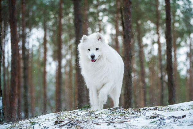 繁殖萨莫耶德白狗正坐在冬天的森林里美丽毛皮毛绒