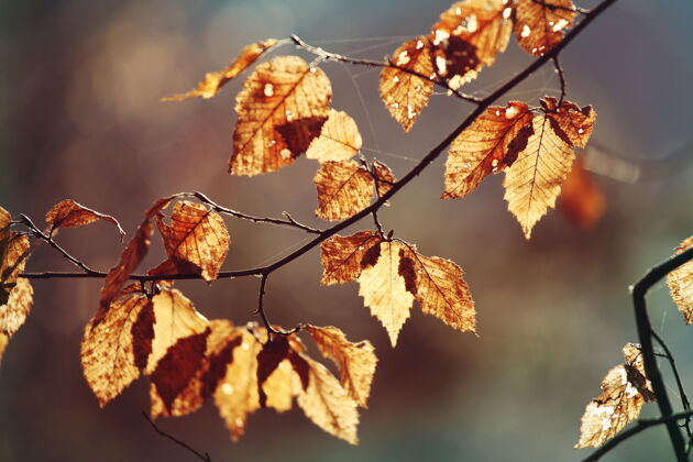 黄色秋天五彩缤纷的黄叶季节结束-上篮泡泡光树叶