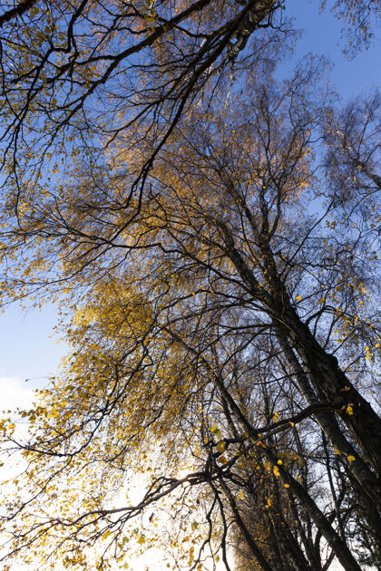 环境几乎没有叶子的树 树干上有一点点黄色的叶子 在秋天的季节 蓝天 被阳光照亮阳光桦树植物