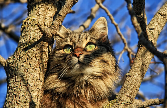 野生动物猫在树上看着太阳户外可爱毛皮