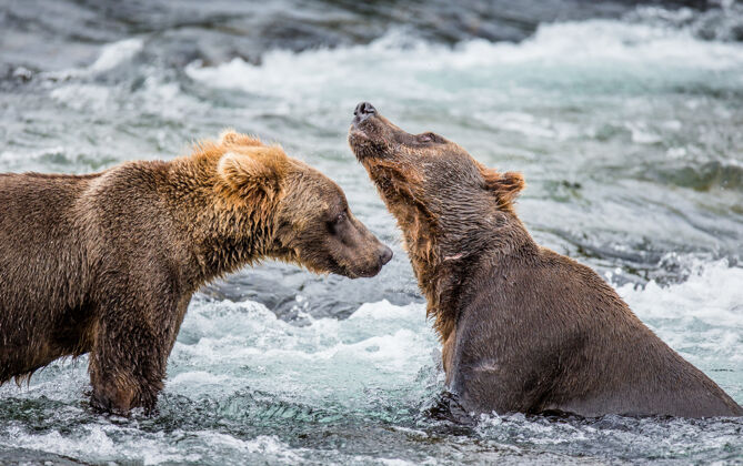 阿拉斯加在美国阿拉斯加州卡迈国家公园 两只棕熊在水里互相玩耍野生动物自然保护区哺乳动物