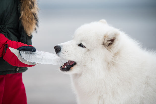 白色萨莫耶德白色的狗是在雪索尔克拉斯蒂海滩在拉脱维亚小狗自然幼犬