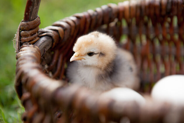 嫩把小鸡和鸡蛋放在一个棕色的篮子里复活节农场彩色摄影