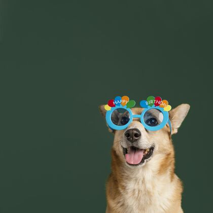 复制空间戴着眼镜和绿色背景的可爱的狗姿势同伴眼镜