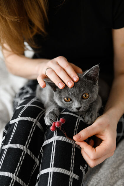 动物穿着睡衣的女孩抱着心爱的宠物武器苏格兰的小猫在女孩怀里猫照顾腿