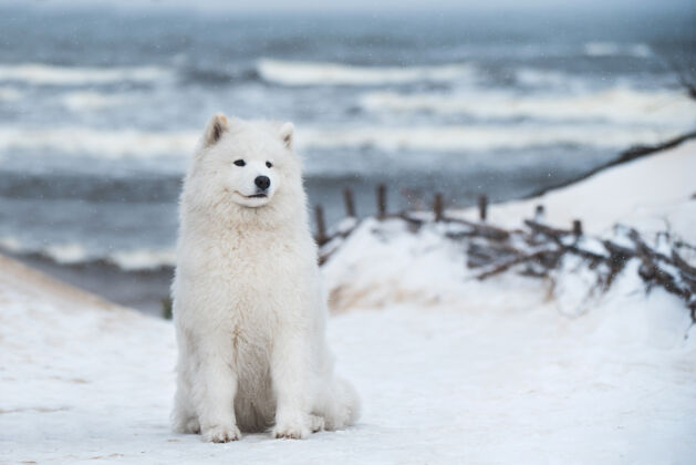 户外拉脱维亚雪海海滩上有一只漂亮的萨莫耶德白狗品种小狗狗