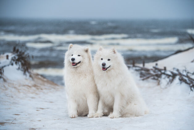 白色拉脱维亚的雪海海滩上有两只萨莫耶德白狗毛皮小狗毛茸茸的
