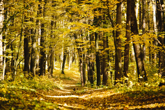 美丽森林里秋天的树木 金黄的树叶和一条通向树林的小径树风景森林