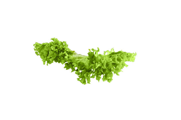生的新鲜的绿叶莴苣在白色绿色生菜叶子