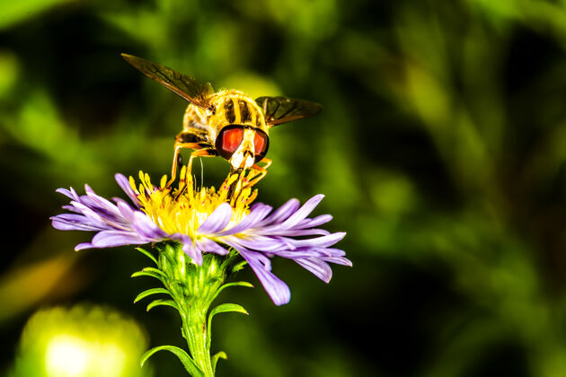封闭蜜蜂为植物园里的飞蓬花授粉 背景图片花园田野草地