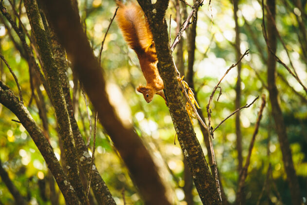 蘑菇松鼠在树上跳哺乳动物坚果有趣