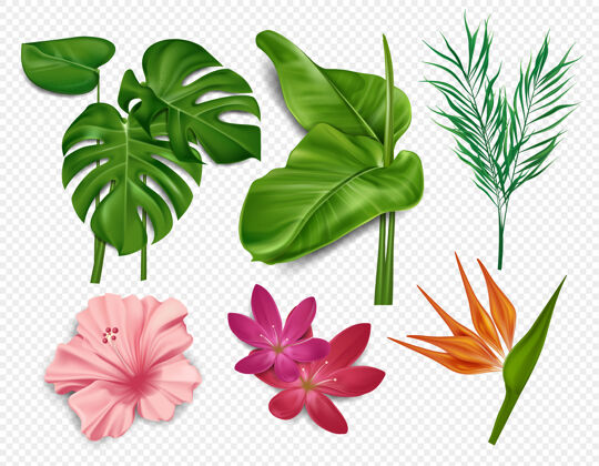 模板热带花卉的元素 棕榈叶 芙蓉 荷花隔离在透明的背景上雨林绿色丛林