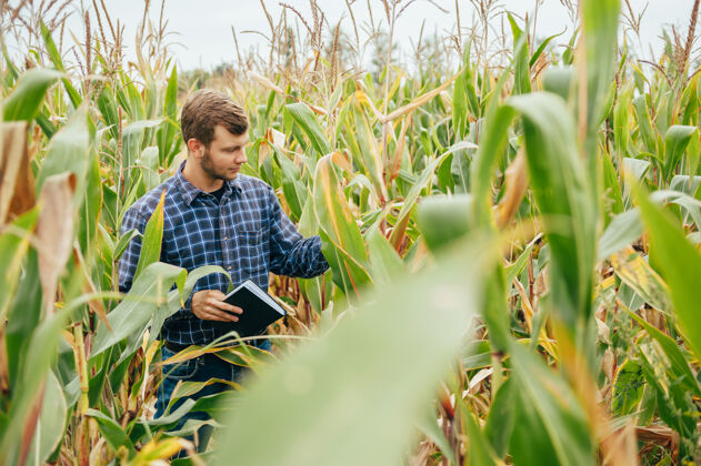 玉米英俊的农学家在玉米地里手持平板触摸屏电脑 在收割前检查庄稼实验农村土地