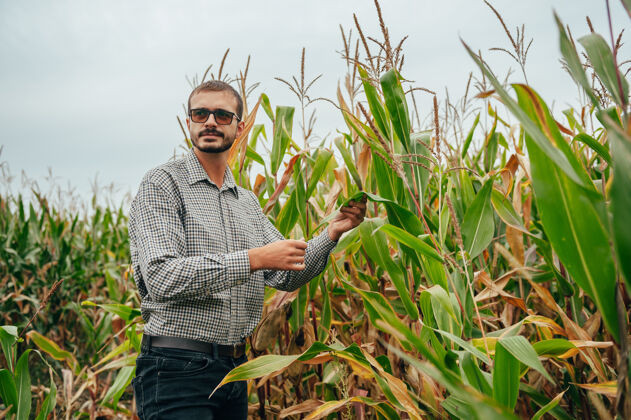 作物英俊的农学家在玉米地里手持平板触摸屏电脑 在收割前检查庄稼土地互联网农田